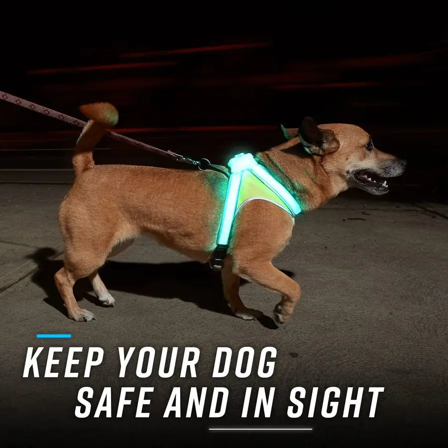 LightHound u2013 Revolutionary Illuminated and Reflective Harness for Dogs Including Multicolored LED Fiber Optics USB Recharge