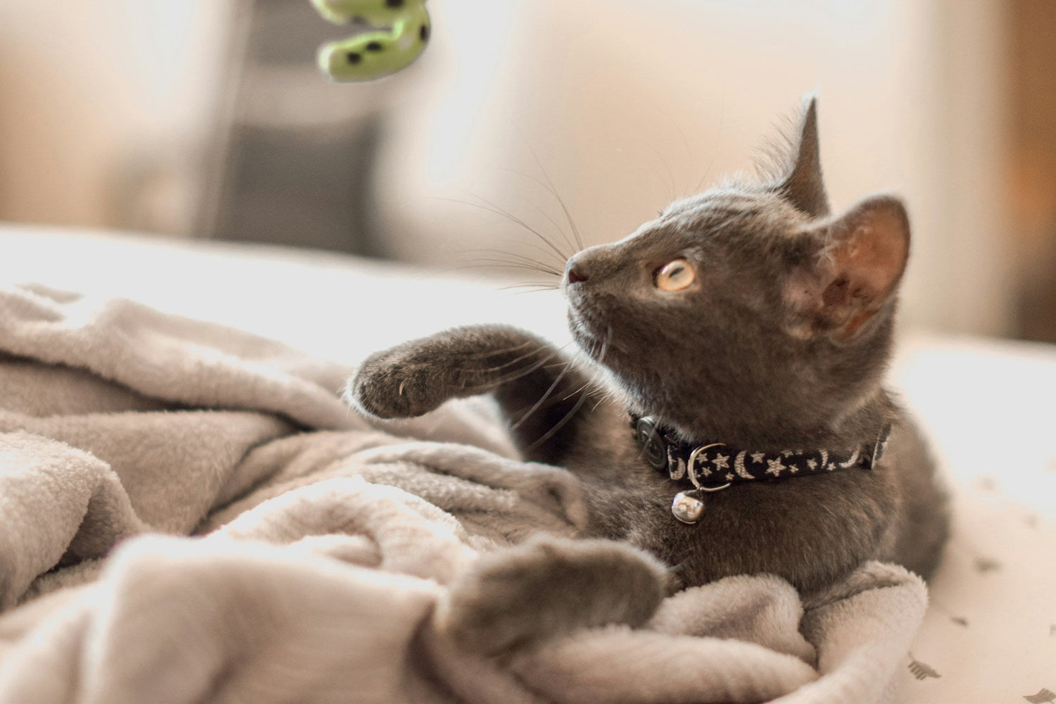 Pet Toys
