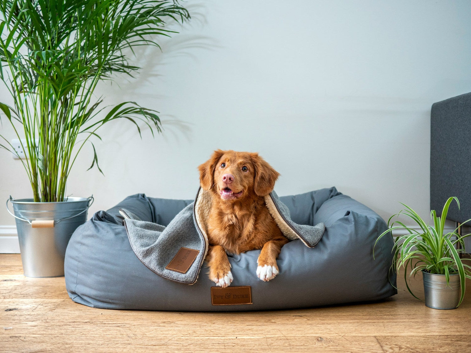 Dog Beds