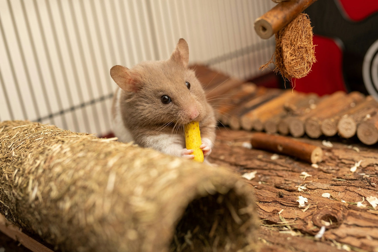 Small Animals Supplies