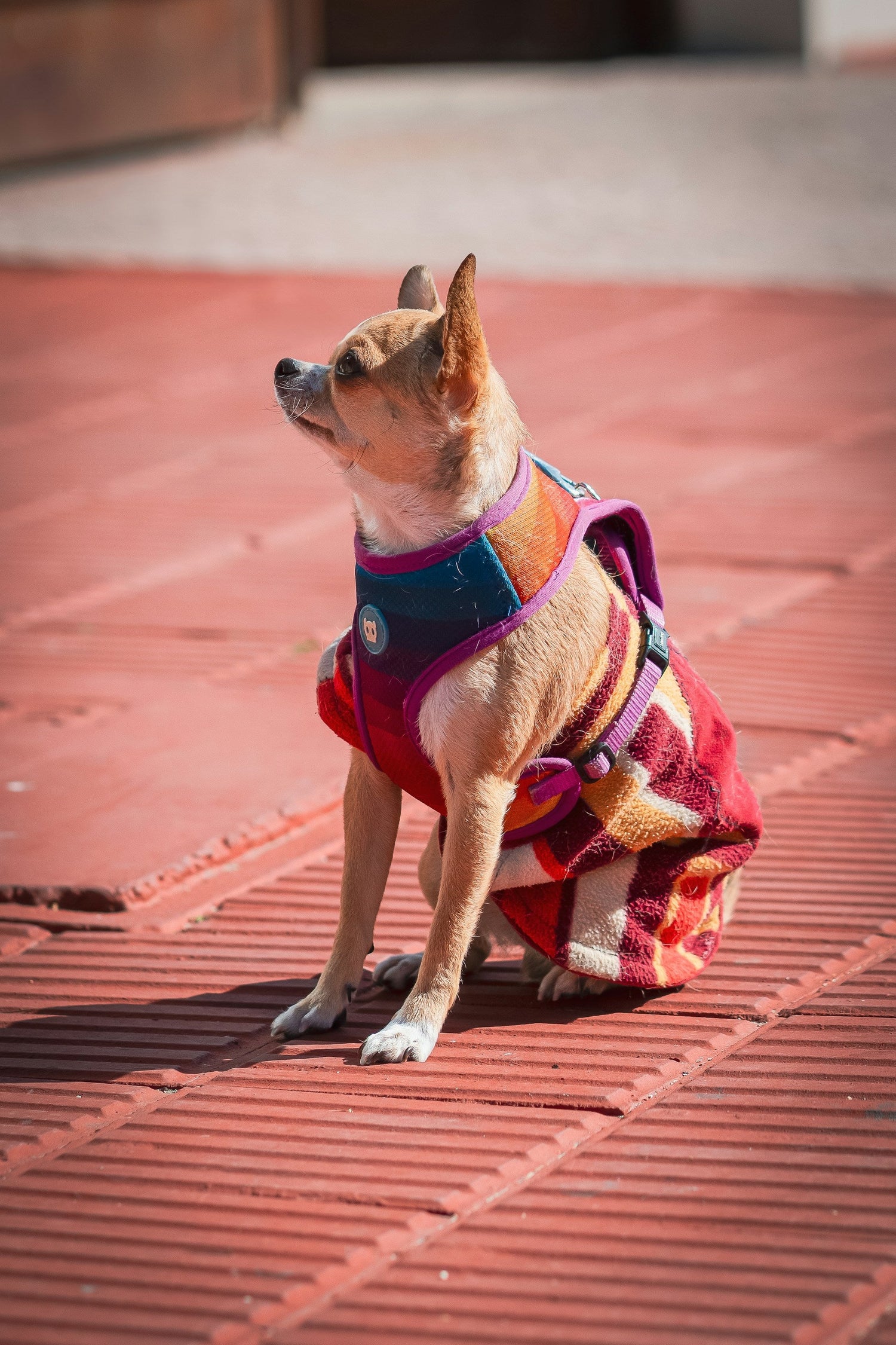 Pet Apparel