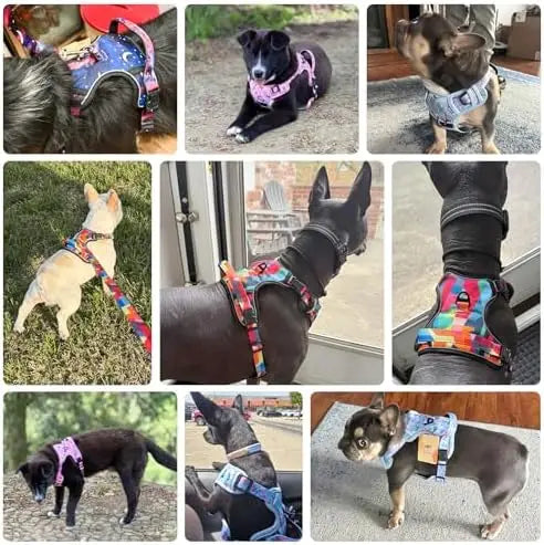 Pet-friendly harness with clips, adjustable leash, reflective vest for dogs.
