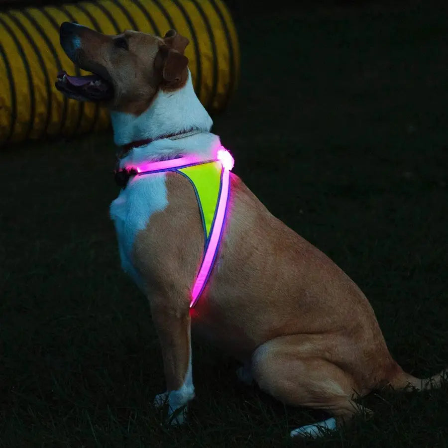 LightHound u2013 Revolutionary Illuminated and Reflective Harness for Dogs Including Multicolored LED Fiber Optics USB Recharge